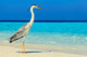 Bird Is Morning Beach Wall Mural