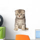 Scottish Fold Kitten
