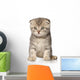 Scottish Fold Kitten