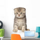 Scottish Fold Kitten