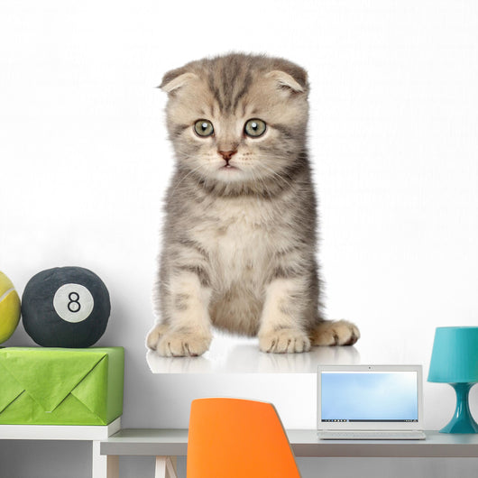 Scottish Fold Kitten