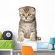 Scottish Fold Kitten