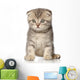 Scottish Fold Kitten