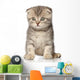 Scottish Fold Kitten