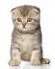 Scottish Fold Kitten
