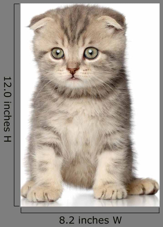 Scottish Fold Kitten