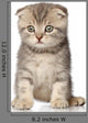 Scottish Fold Kitten