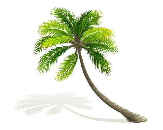 Palm Tree