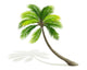 Palm Tree