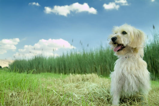 Dog in the Grass Wall Mural
