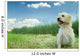 Dog in the Grass Wall Mural