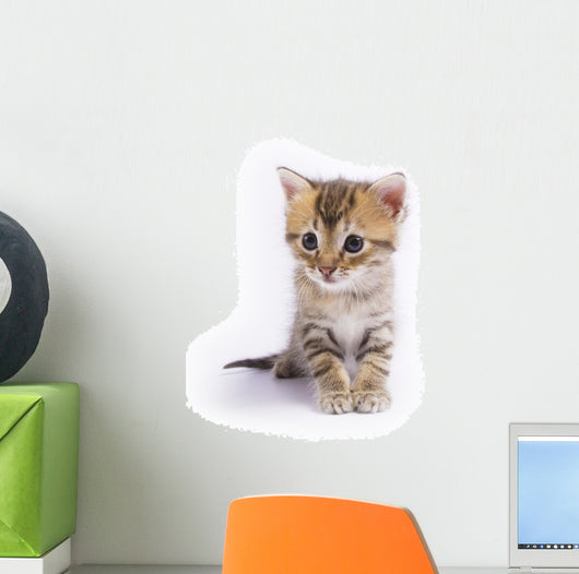 Kitten Wall Decal