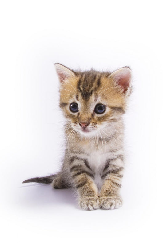 Kitten Wall Decal