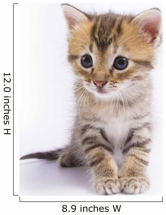 Kitten Wall Decal