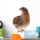Brown Quail