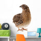 Brown Quail