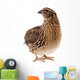 Brown Quail