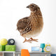 Brown Quail