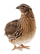 Brown Quail