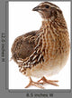 Brown Quail