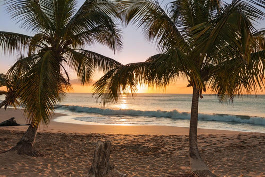 Sunset Beach Palm Trees