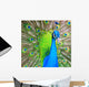 Peacock Wall Mural