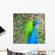 Peacock Wall Mural