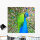Peacock Wall Mural