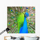 Peacock Wall Mural