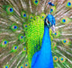 Peacock Wall Mural