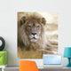 Lion Wall Mural