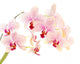 phalaenopsis Wall Decal
