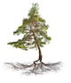 Green Single Pine with Wall Decal