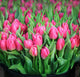 Tulips Wall Mural