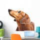 Dachshund Dog Wall Decal