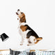 Dog Studio Wall Decal