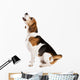Dog Studio Wall Decal