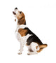 Dog Studio Wall Decal