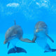 Two Dolphins Water