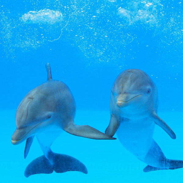 yosea ワンマン DOLPHIN BLUE タオル Amazon.co.jp: Yo-Sea DOLPHIN BLUE タオル : ホビー