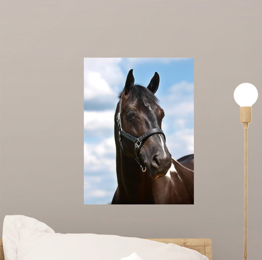 Black Horse Head Shot