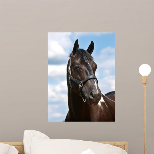 Black Horse Head Shot
