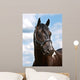 Black Horse Head Shot