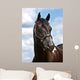 Black Horse Head Shot