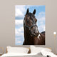 Black Horse Head Shot