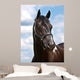 Black Horse Head Shot