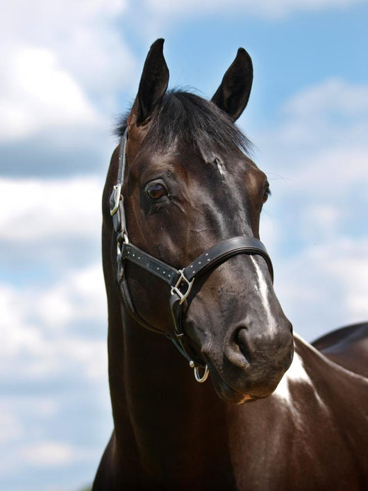 Black Horse Head Shot