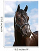 Black Horse Head Shot