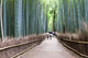 Bamboo Forest Kyoto Japan
