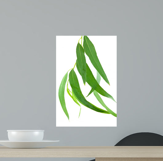 Feuilles Deucalyptus